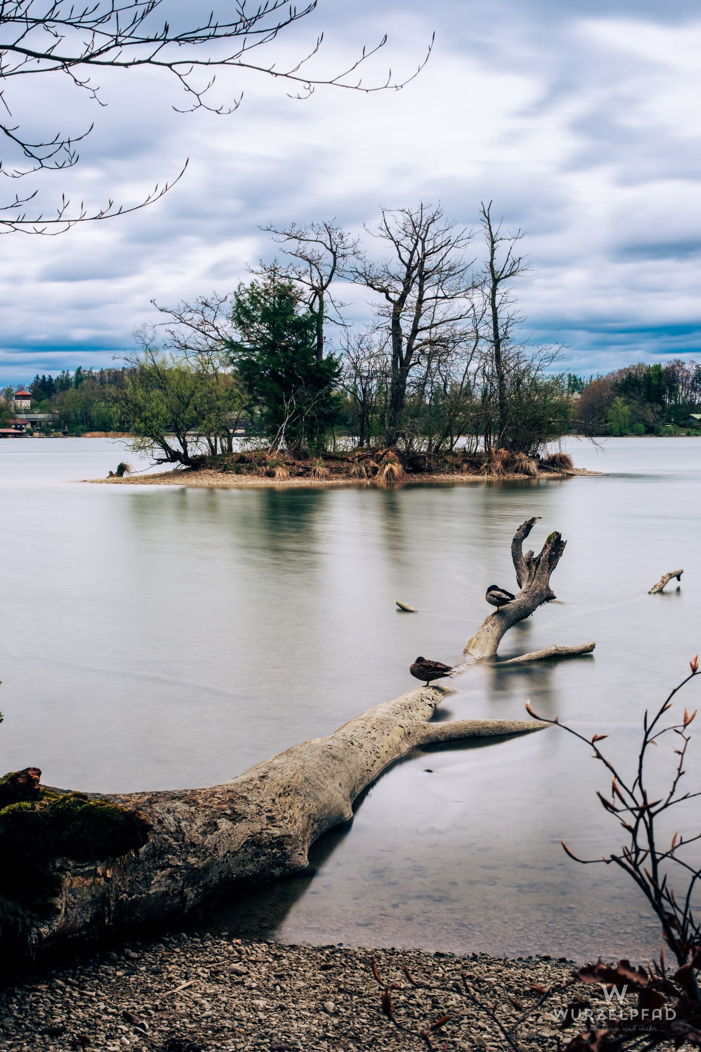 Insel im Seehamer See mit Enten